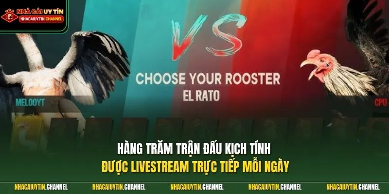 Hàng trăm trận đấu kịch tính được livestream trực tiếp mỗi ngày